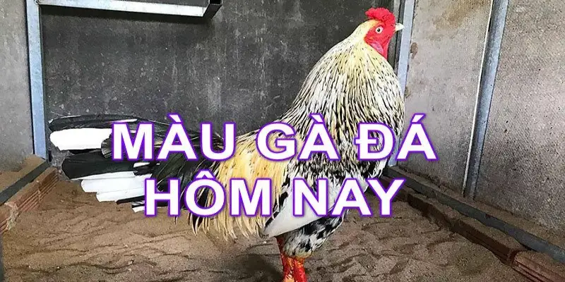 Xem hôm nay đá gà gì tốt nhất theo màu lông