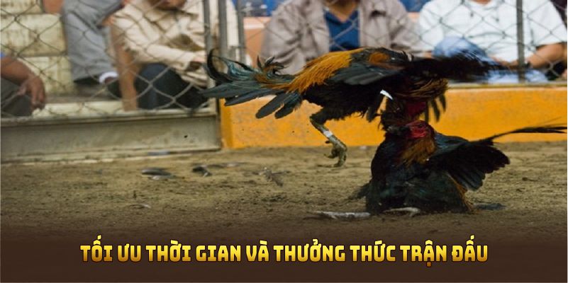 Khám phá đá gà online tối ưu thời gian và thưởng thức trận đấu
